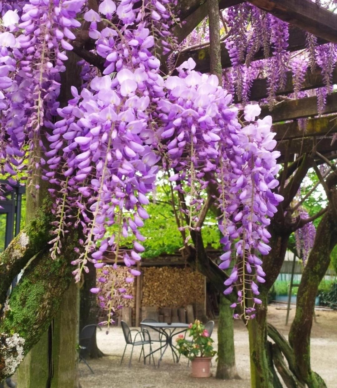 Il Germano Reale Bed & Breakfast Alba  Exterior foto